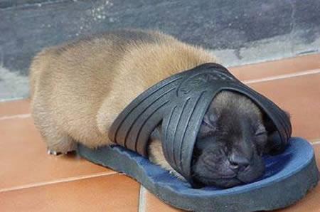 Very Comfortable Sleep - Cute Little Doggy